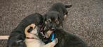 X herder pups mogen weg per 17-07-2025., Dieren en Toebehoren, Honden | Herdershonden en Veedrijvers, CDV (hondenziekte), 8 tot 15 weken