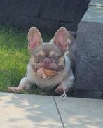 🥰 unieke isabella tan pied franse bulldog DEKREU Lorenzo 🥰, Dieren en Toebehoren, Particulier, Rabiës (hondsdolheid), Reu, 1 tot 2 jaar