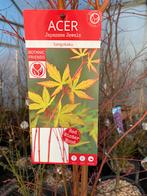 Japanse esdoorn sangukaku 2meter hoog meerdere beschikbaar, Ophalen, Bloeit niet, Halfschaduw, Overige soorten