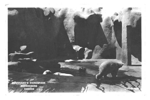 984694	Rhenen	Dierentuin	Ouwehand's Dierenpark ijsbeer 1933, Verzamelen, Ansichtkaarten | Nederland, Gelopen, Ophalen of Verzenden
