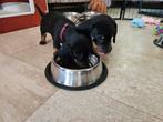 Teckel pups, Dieren en Toebehoren, 8 tot 15 weken, Korthaar, Meerdere, Meerdere dieren