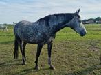 Twee leuke paarden, Dieren en Toebehoren, Paarden, Dressuurpaard, 0 tot 2 jaar, Onbeleerd, Meerdere dieren