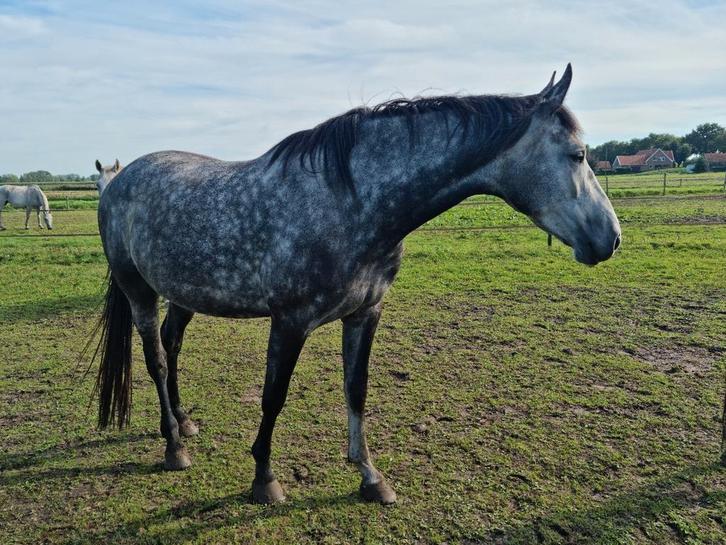 Twee leuke paarden, Dieren en Toebehoren, Paarden, Meerdere dieren, Onbeleerd, 0 tot 2 jaar, Dressuurpaard, Met stamboom, Gechipt