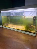 Superfish aquarium, Ophalen of Verzenden