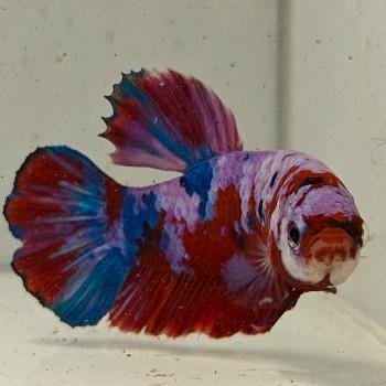 Betta splendens man 40, Dieren en Toebehoren, Vissen | Aquariumvissen, Vis