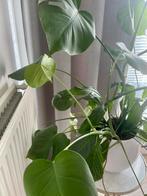 Bloempot +, Huis en Inrichting, Ophalen of Verzenden, Overige kleuren, 50 tot 75 cm