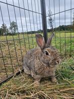 Tonic zoekt een huisje! (gecastreerd en gevaccineerd), Dieren en Toebehoren, Konijnen, Mannelijk, Klein, 3 tot 5 jaar