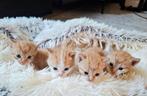 Prachtig lieve rode kittens!!, Dieren en Toebehoren, Katten en Kittens | Overige Katten