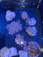 Pompende xenia, Vis, Zoutwatervis