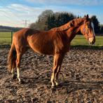 3 jarige Springgefokte vos ruin, Dieren en Toebehoren, Paarden, Ruin, Springpaard, 0 tot 2 jaar