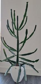 Grote cactus plant. NU €17,50❗️, Huis en Inrichting, Kamerplanten, Ophalen, 100 tot 150 cm, Halfschaduw, Cactus