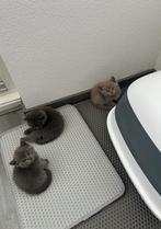 Schattige britse kittens mogen bijna hun nestje verlaten, Dieren en Toebehoren, Katten en Kittens | Raskatten | Korthaar, Meerdere dieren
