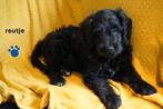 Mooie kruising labradoodle pups, medium., Nederland, Parvo, Overige rassen, 8 tot 15 weken