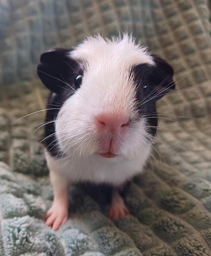 Jonge cavia's, Dieren en Toebehoren, Knaagdieren, Mannelijk, Cavia, September, Tam
