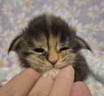 Maine coon kittens met stamboom(russische lijn), Dieren en Toebehoren, Katten en Kittens | Raskatten | Langhaar, Meerdere dieren