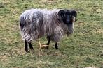 Heideschnucke ram 2 jaar oud, Dieren en Toebehoren, Mannelijk