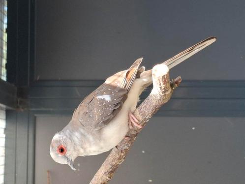 Bonte diamantduif, 25, Dieren en Toebehoren, Vogels | Overige Vogels, Tropenvogel, Meerdere dieren