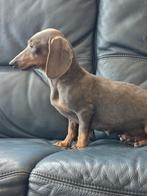 Kaninchen teckel teef, Dieren en Toebehoren, Honden | Teckels en Dashonden, Kaninchen, Rabiës (hondsdolheid), 1 tot 2 jaar, Korthaar