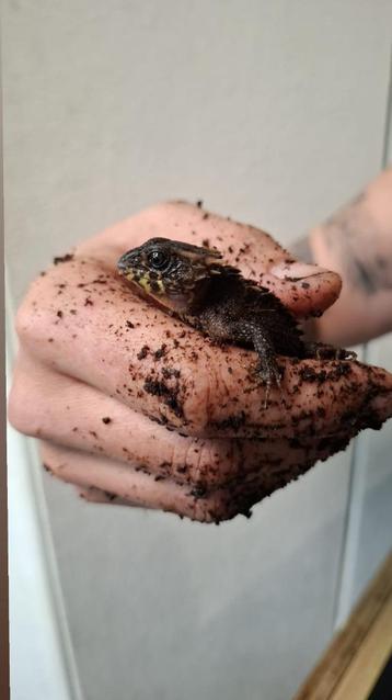 Tribolonotus gracilis koppel beschikbaar voor biedingen