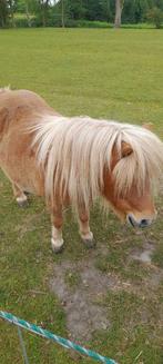Shetland pony merrie, Dieren en Toebehoren, Pony's, Merrie, Recreatiepony