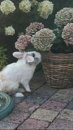 Te koop lief mannetjes konijn inclusief alles zie foto., Dieren en Toebehoren, Mannelijk