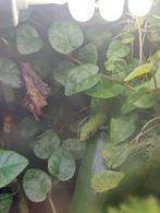 Nakweek Phelsuma laticauda, Dieren en Toebehoren, Hagedis, 0 tot 2 jaar