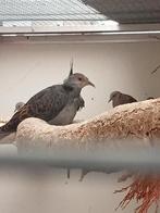 Te koop diverse vogels, Dieren en Toebehoren, Vogels | Overige Vogels, Meerdere dieren