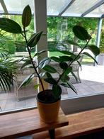 Kamer planten gratis op te halen, Bloeit niet, Halfschaduw, Overige soorten, Minder dan 100 cm