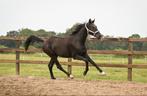 Dressuurruin, Dieren en Toebehoren, Ruin, Dressuurpaard, 0 tot 2 jaar, 160 tot 165 cm