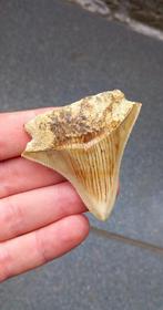 Megalodon haaientand uit Indonesie fossielen haai, Verzamelen, Ophalen of Verzenden, Fossiel
