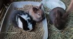 Superlieve NL hangoor konijntjes zoeken liefdevol thuis ❤️🐰, Dieren en Toebehoren, Konijnen, Meerdere dieren, Klein, Hangoor