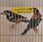 Koppel kastanjeruglijsters, Dieren en Toebehoren, Vogels | Overige Vogels, Meerdere dieren, Geringd