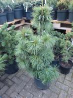 Pinus schwerinii wiethorst, Tuin en Terras, Ophalen, Volle zon, Overige soorten