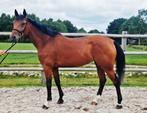 6 Jarige merrie, Dieren en Toebehoren, Paarden, Merrie, Springpaard, Gechipt, M