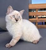 Raszuivere Ragdoll Kittens op zoek naar een gouden mandje, Dieren en Toebehoren, Katten en Kittens | Raskatten | Langhaar, Meerdere dieren