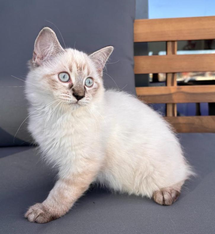 Raszuivere Ragdoll Kittens op zoek naar een gouden mandje, Dieren en Toebehoren, Katten en Kittens | Raskatten | Langhaar, Meerdere dieren
