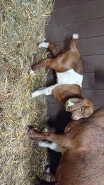 Boergeit stelletje, Dieren en Toebehoren, Schapen, Geiten en Varkens, Mannelijk, Geit