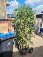 Grote ficus Benjamina. Kamerplant, Ophalen, Ficus, 200 cm of meer, In pot