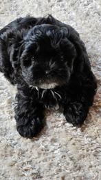 Lieve Boomer (Maltezer x Shih tzu)pups sorry alles verkocht!, Overige rassen, 8 tot 15 weken, Teef, Meerdere