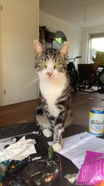 Kittens, Meerdere dieren, Kortharig, 0 tot 2 jaar