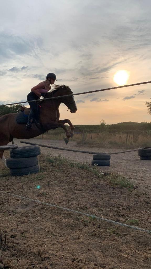 Verzorg/lease paard of pony gezocht, Hobby en Vrije tijd, Overige Hobby en Vrije tijd, Ophalen of Verzenden