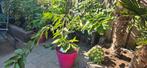 gele kers boompje prunus avium donissens geel, Tuin en Terras, Planten | Tuinplanten, Ophalen, Volle zon, Vaste plant, Zomer