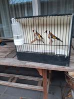 Major putters, Dieren en Toebehoren, Vogels | Overige Vogels, Meerdere dieren, Wildzangvogel