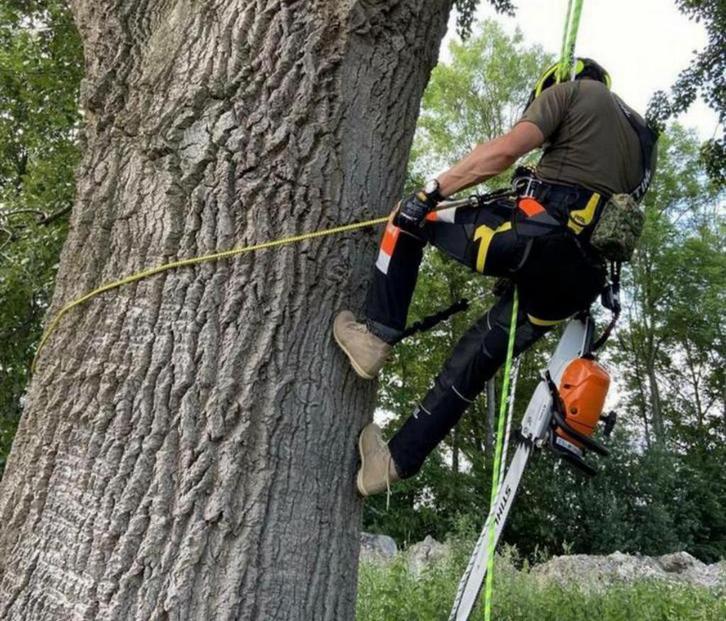 Professioneel bomen kappen/vellen/afbreken/klimmen/stormhout, Diensten en Vakmensen, Tuinmannen en Stratenmakers, Tuinonderhoud of Snoeiwerk