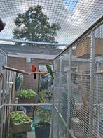 Vogels, Dieren en Toebehoren, Vogels | Parkieten en Papegaaien, Meerdere dieren, Parkiet