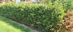Coniferen, Ophalen, Conifeer, Haag, 100 tot 250 cm