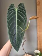 Philodendron Melanochrysum XL kopstek, Ophalen, Halfschaduw, Minder dan 100 cm