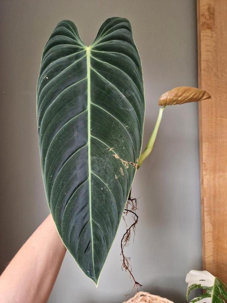 Philodendron Melanochrysum XL kopstek, Huis en Inrichting, Kamerplanten, Minder dan 100 cm, Halfschaduw, Ophalen
