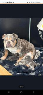 New english bulldog pups, Dieren en Toebehoren, Rabiës (hondsdolheid), 8 tot 15 weken, Bulldog, Meerdere