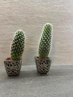 Cactussen, Ophalen, Cactus, Halfschaduw, Minder dan 100 cm